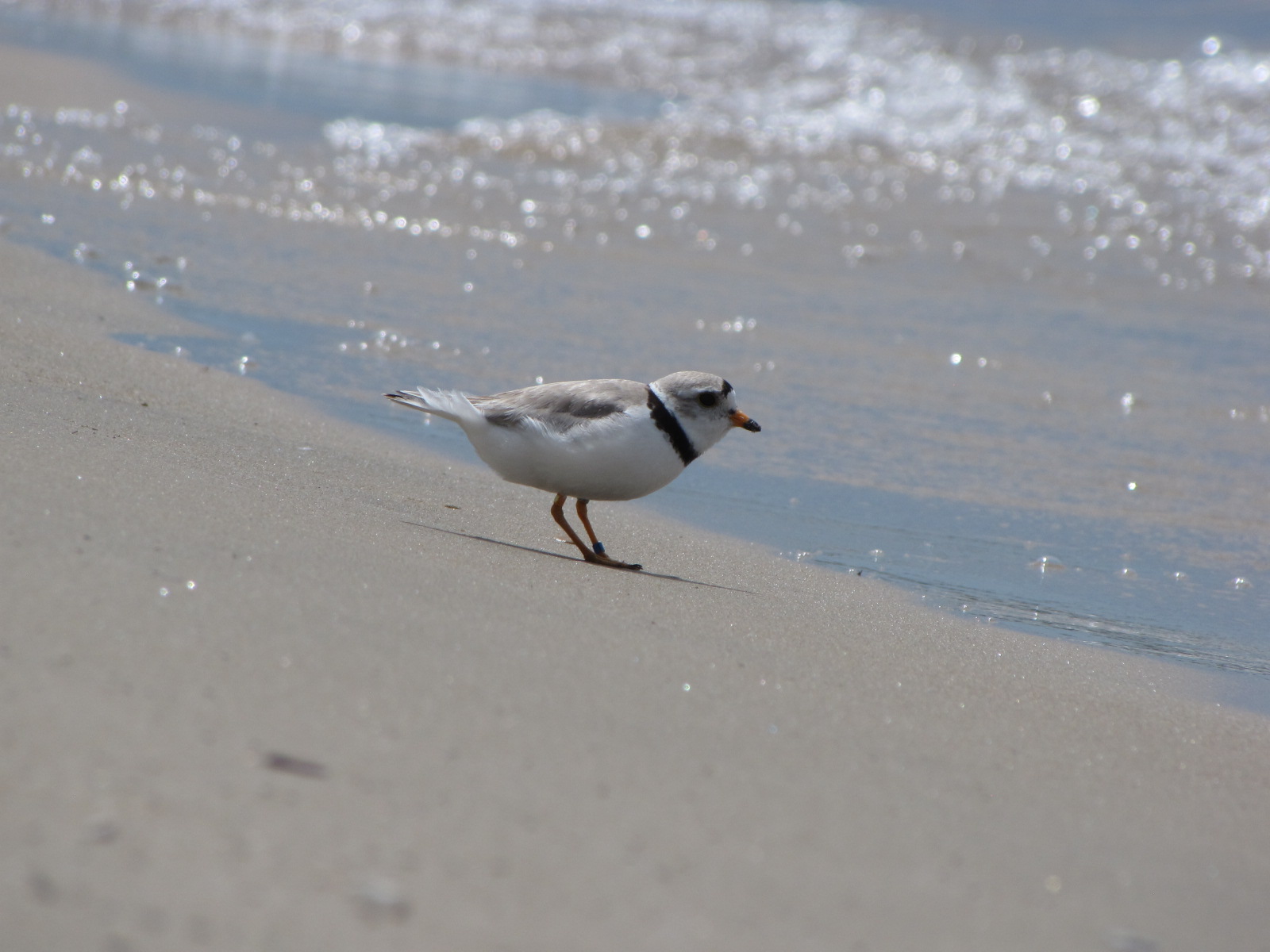 Bo the Plover