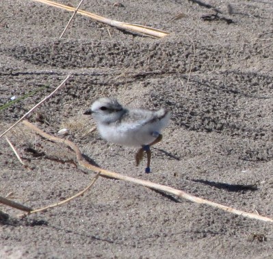 Banded Chick