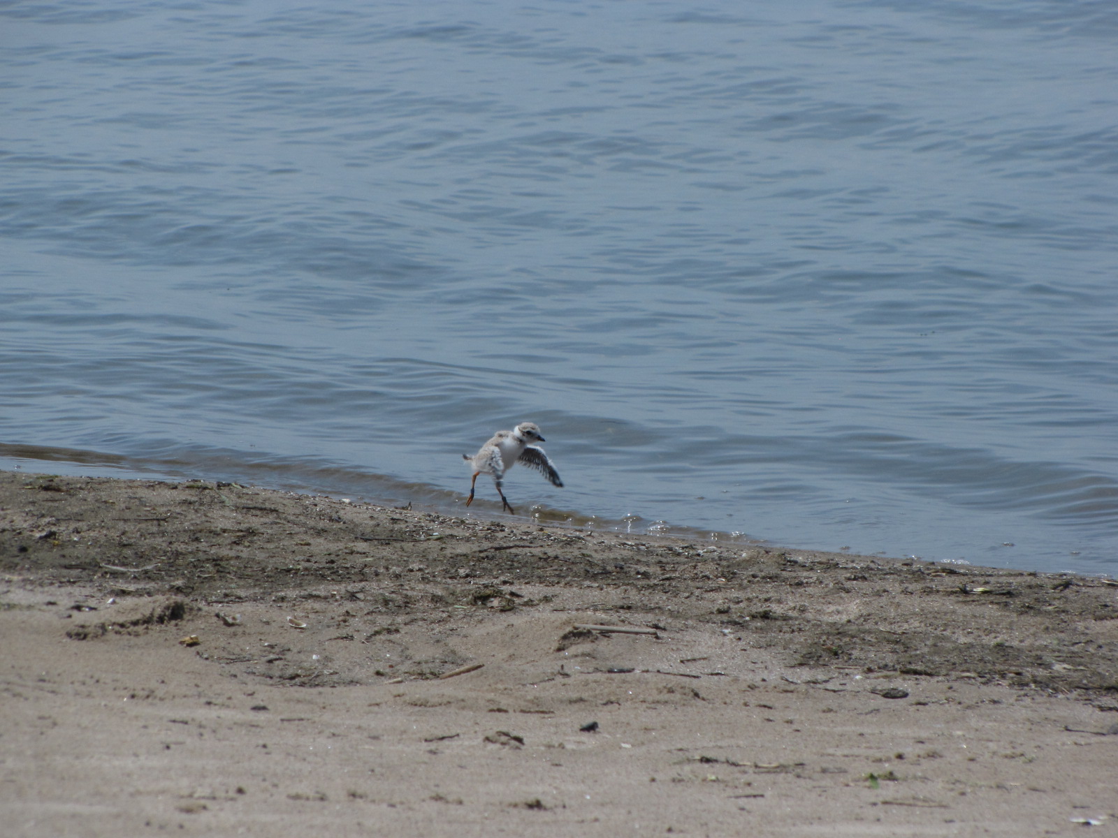 Chick attempting flight
